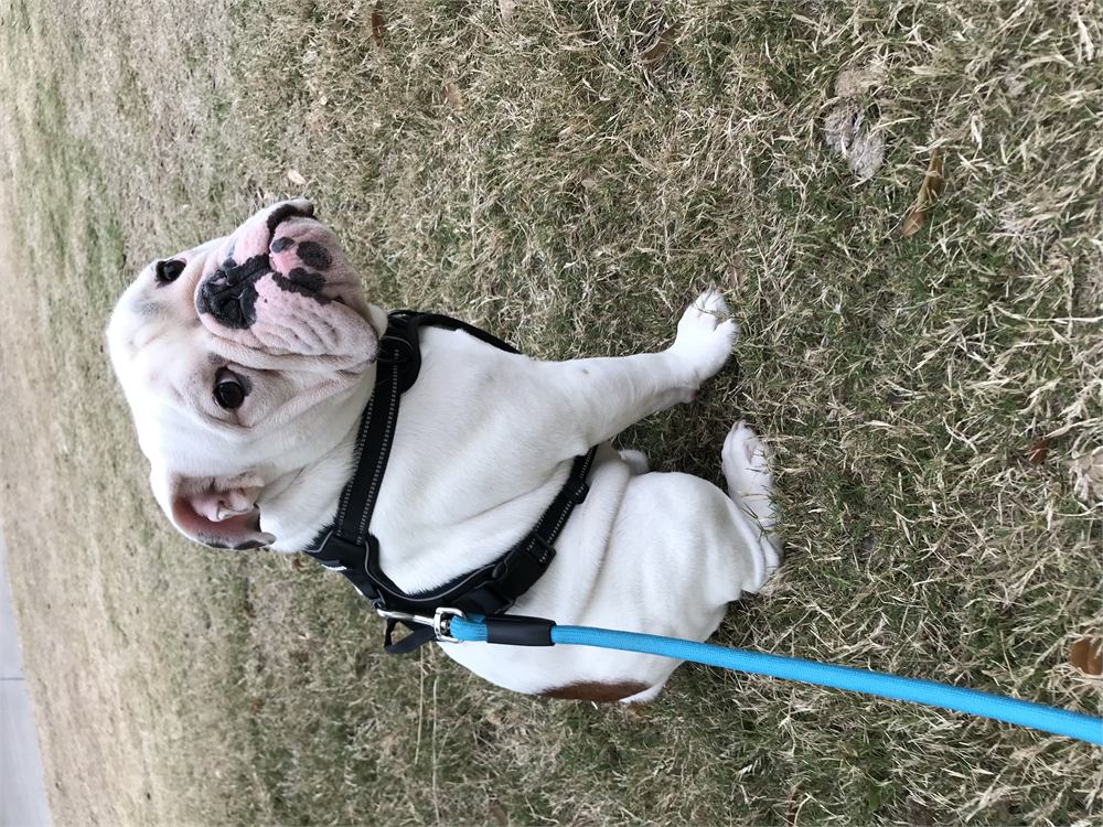 Brutus, a white English bulldog in a black harness, sitting on dry grass