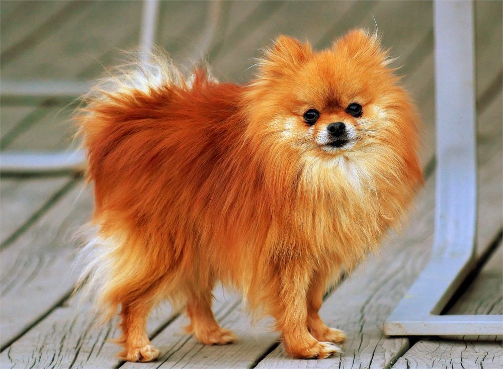 Cupcake, a fluffy orange Pomeranian standing on a wooden deck