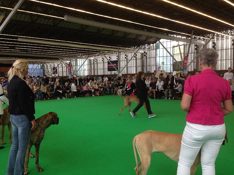 Handlers and large dogs in a bright indoor show ring with a green floor and a seated crowd