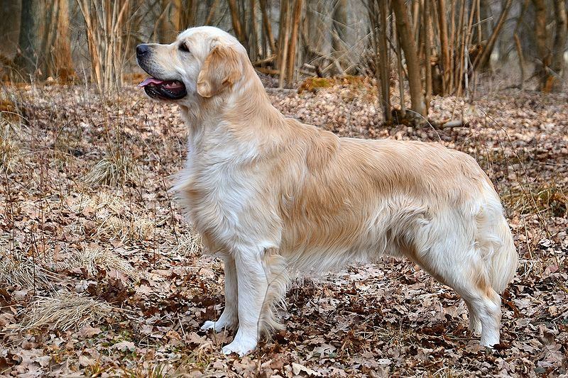 Merica, a golden retriever standing in profile in a leafless woods