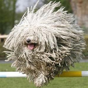 Moppo, a mop-coated komondor clearing a yellow and white jump