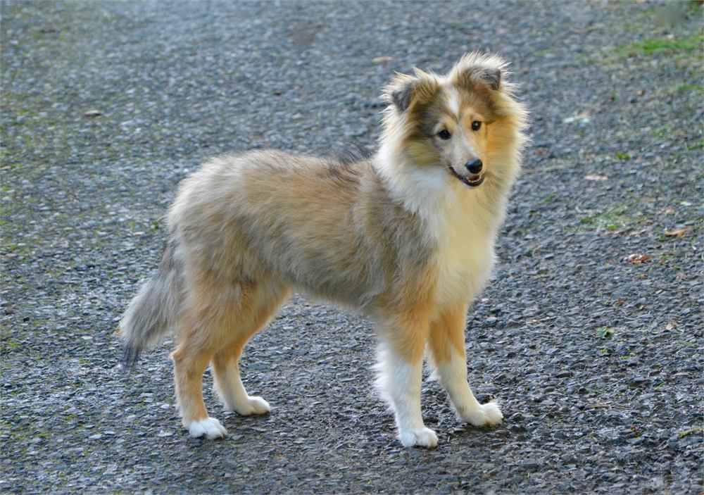 A sable and white sheltie standing on wet pavement