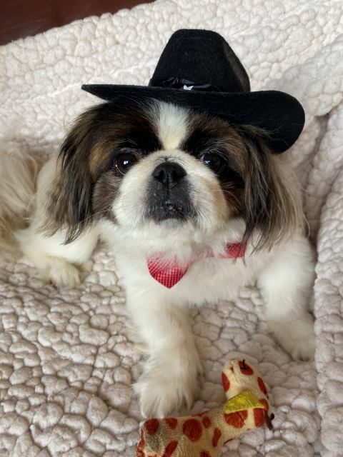 Piddles, a small Pekingese in a black hat and red checkered bow tie, sitting on a white blanket