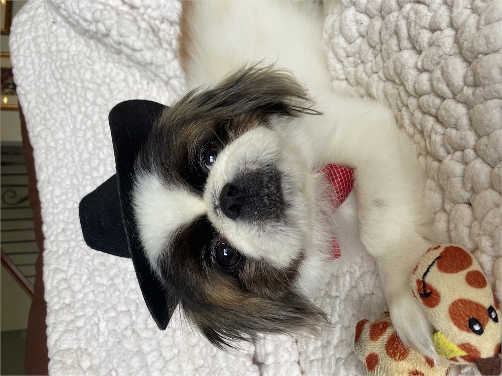 Piddles the Pekingese lying on a white blanket in a black hat and red bow tie