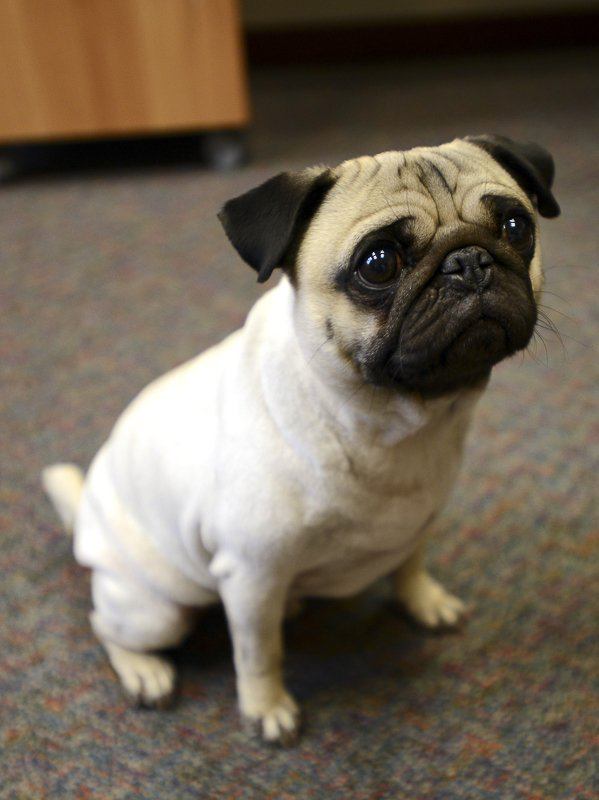 Sir Poopsalot, a fawn pug sitting on office carpet and looking unimpressed