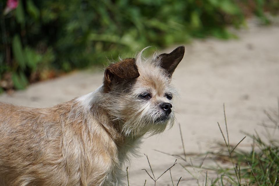 Starla, a scruffy tan and white mixed-breed dog in profile outdoors