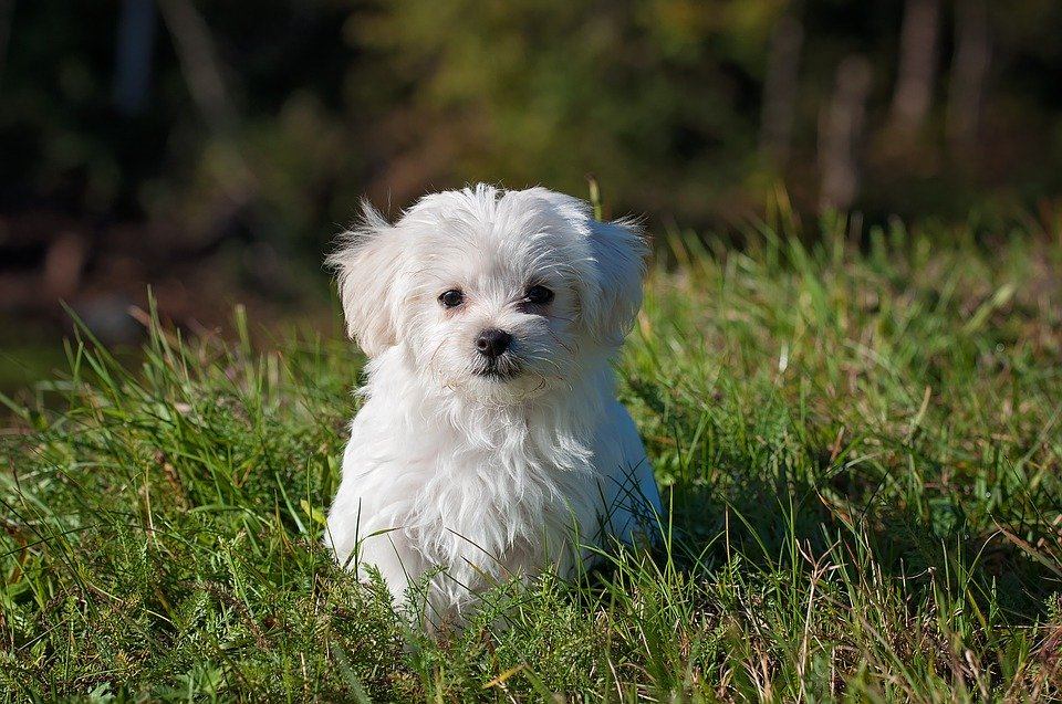 Taffy Candy, a small white Maltese sitting in green grass